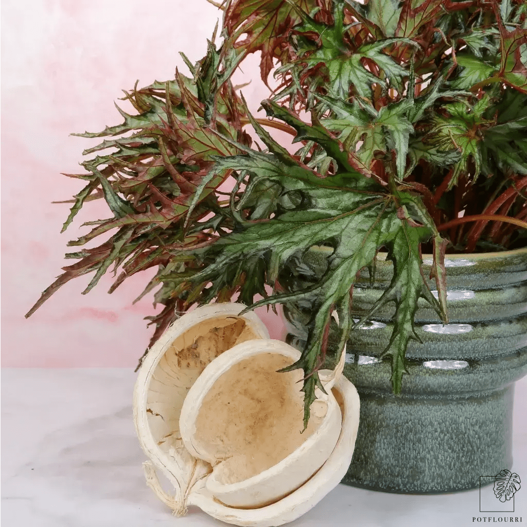 BEGONIA U614 - potflourri