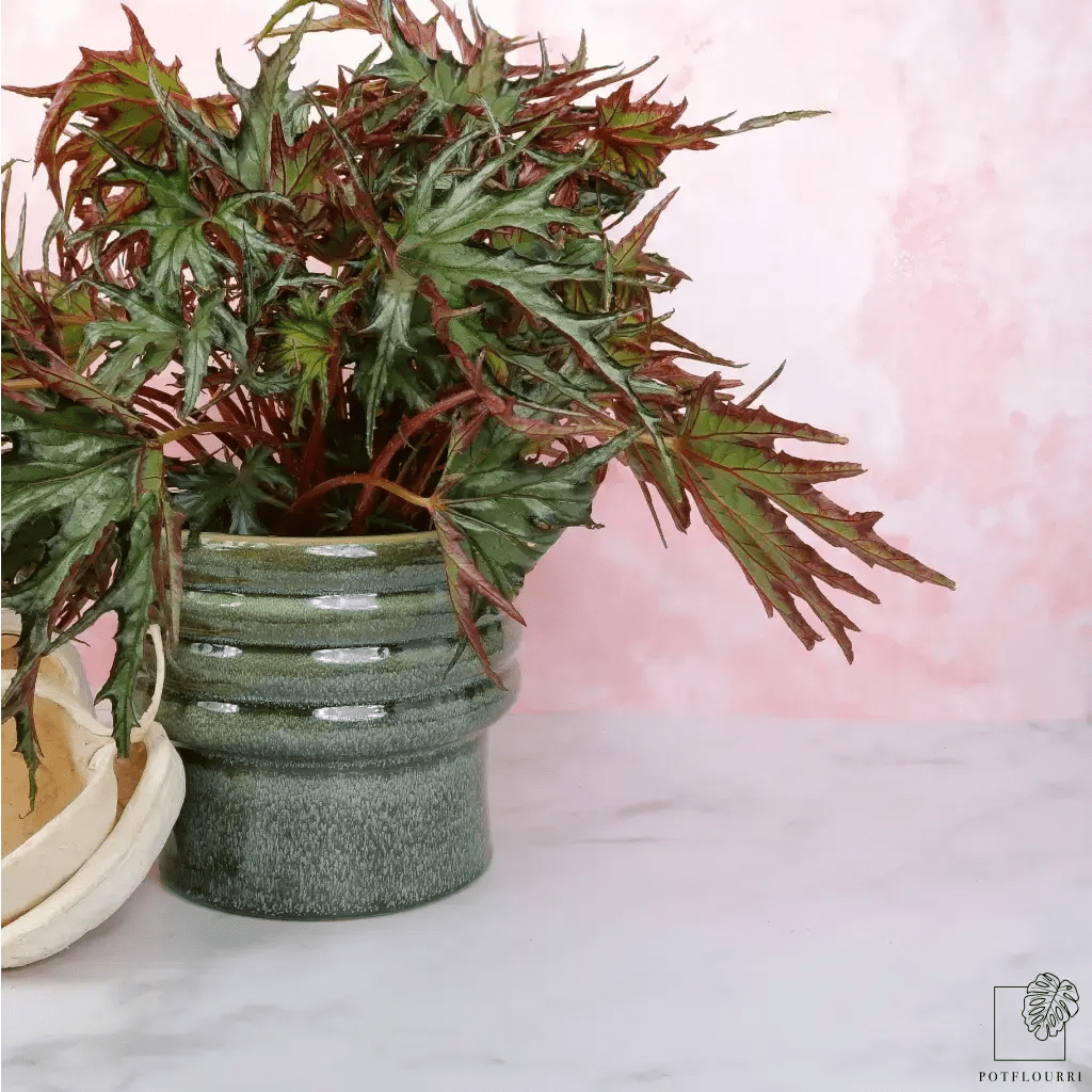 BEGONIA U614 online bestellen bei potflourri