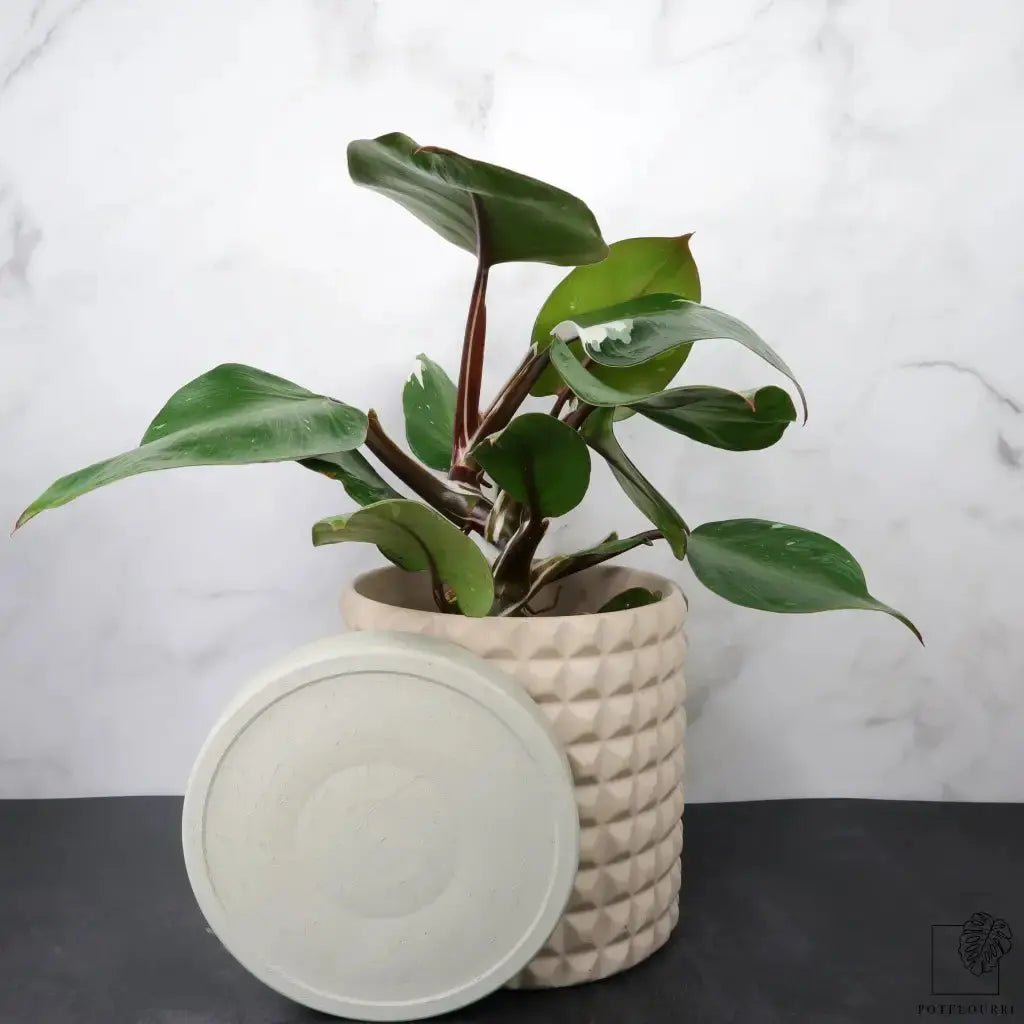 PHILODENDRON WHITE KNIGHT - potflourri