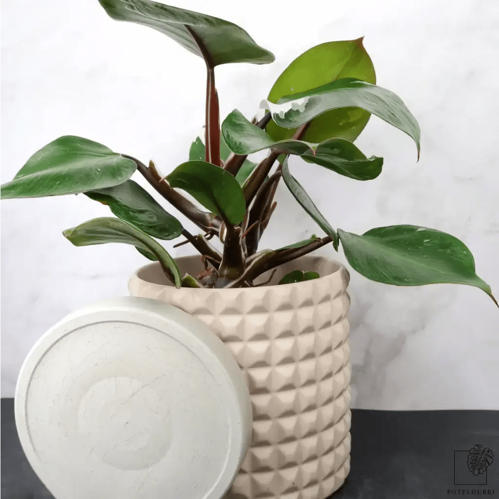 PHILODENDRON WHITE KNIGHT - potflourri