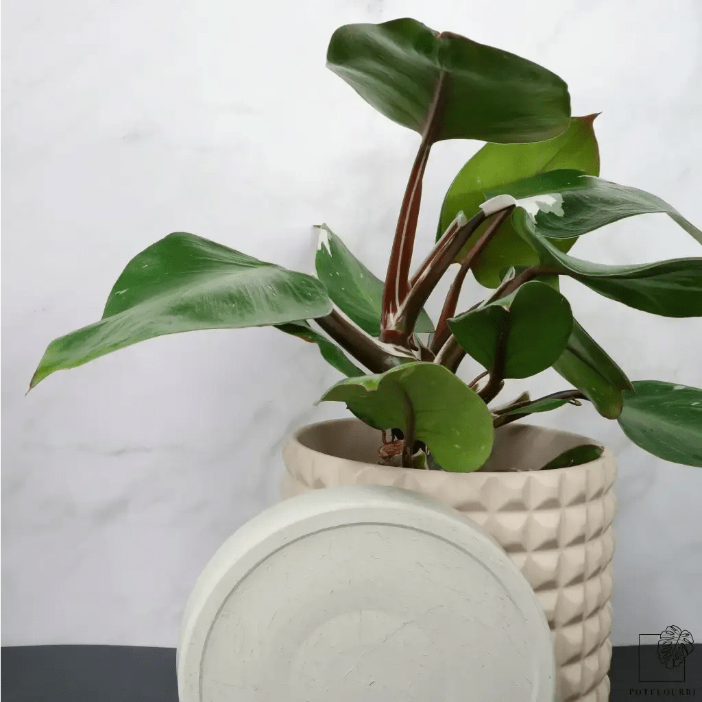PHILODENDRON WHITE KNIGHT - potflourri