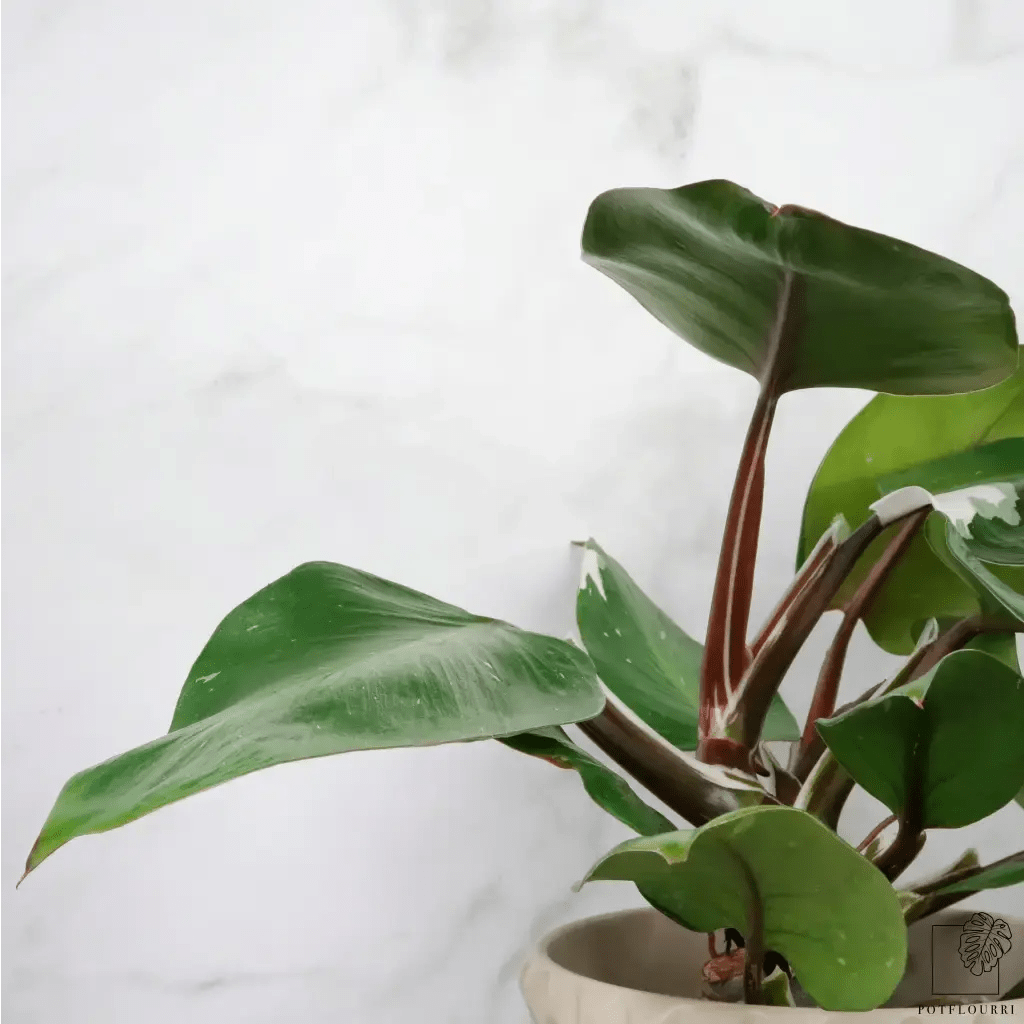 PHILODENDRON WHITE KNIGHT - potflourri