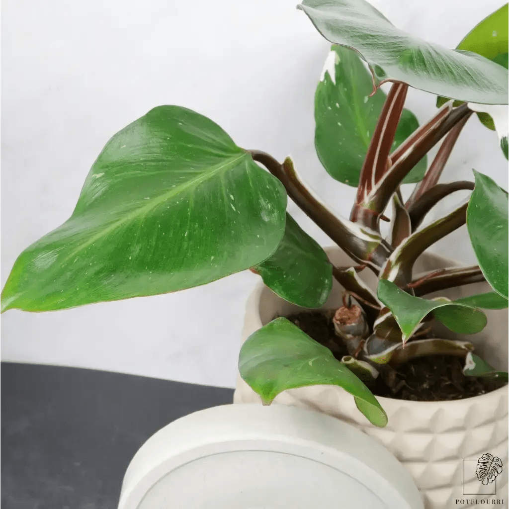PHILODENDRON WHITE KNIGHT - potflourri