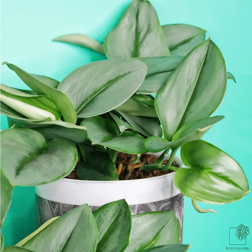 SCINDAPSUS TREUBII MOONLIGHT - potflourri