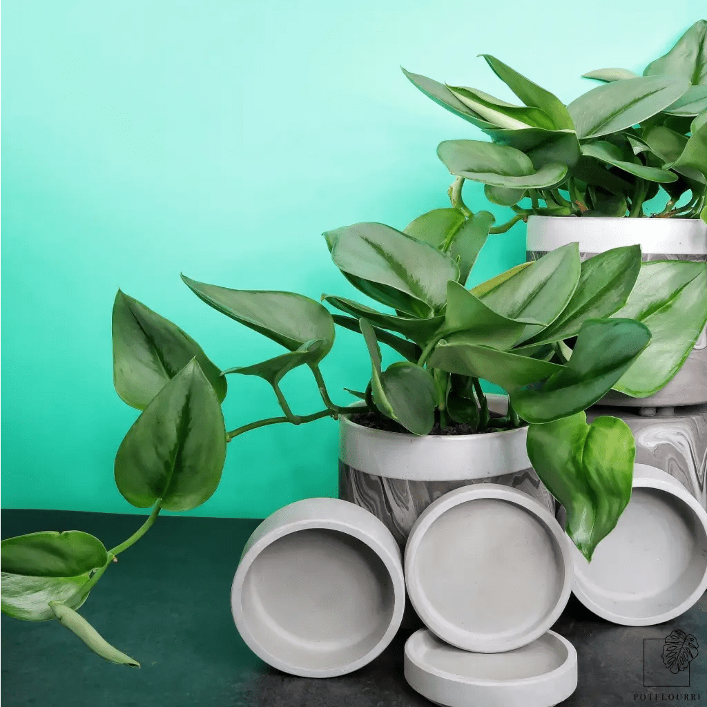 SCINDAPSUS TREUBII MOONLIGHT - potflourri