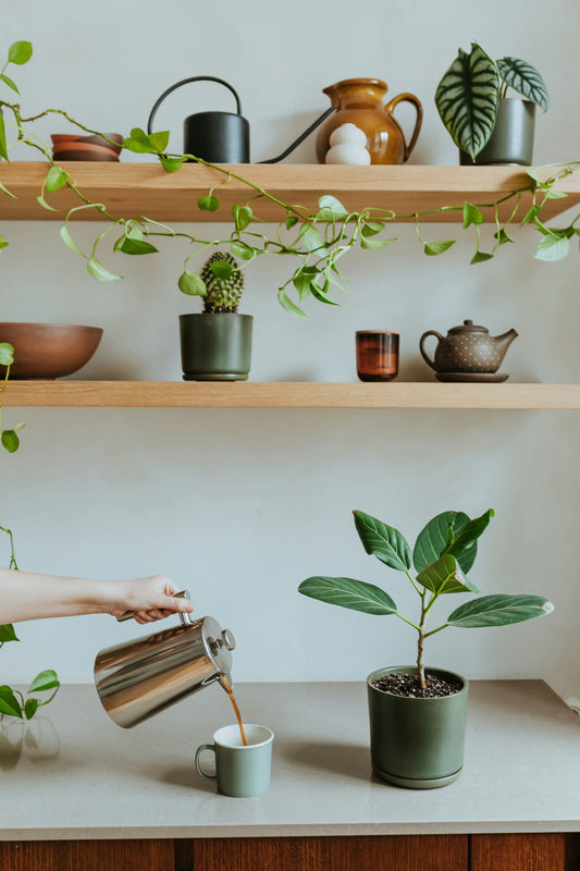 Regal mit Zimmerpflanzen in Übertöpfen und Geschirr