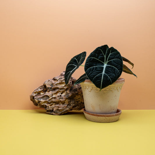 Alocasia Black Velvet Pflege – potflourri