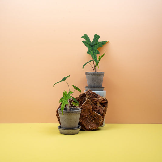Alocasia Jacklyn Pflege – Pfeilblatt mit tief gelappten Blättern – potflourri