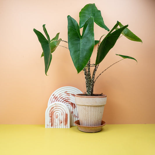 Alocasia Pflege – potflourri