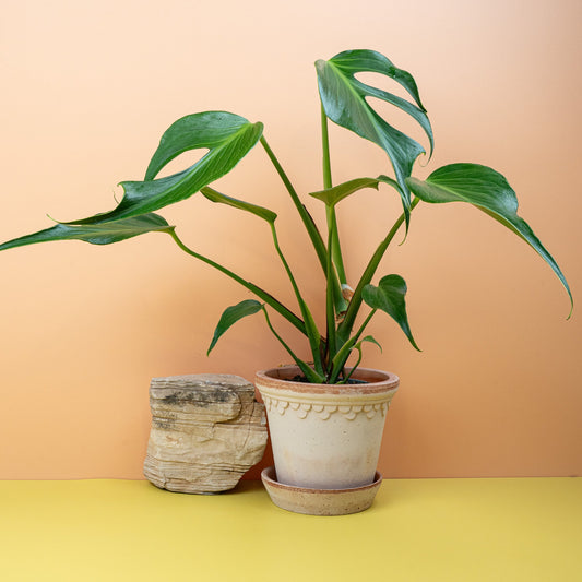 Monstera Burle Marx Flame mit tief gefiederten Blättern