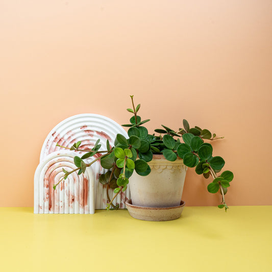 Peperomia Hope mit dickfleischigen Blättern