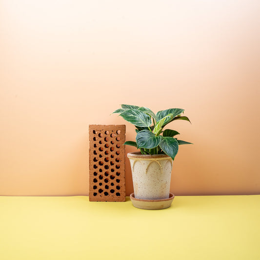 Philodendron Birkin Pflege – potflourri