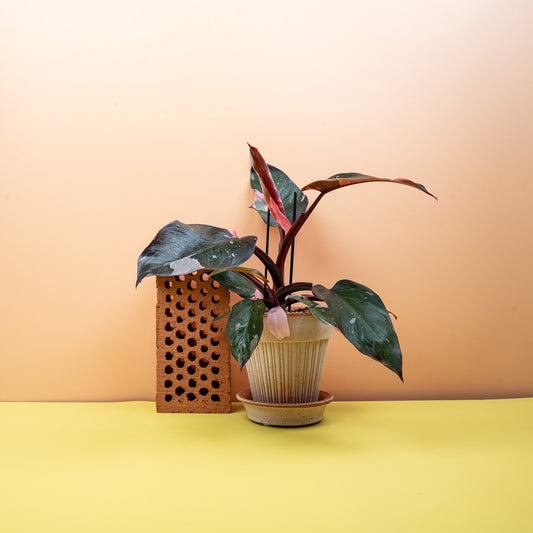 Philodendron Pink Princess Pflege – potflourri