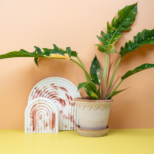 Philodendron Ring of Fire Pflege – gezackte Blätter mit rot-oranger Panaschierung – potflourri