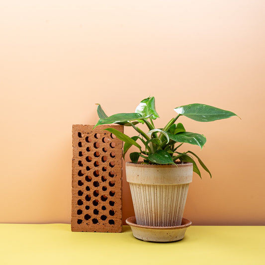 Philodendron Pflege – potflourri