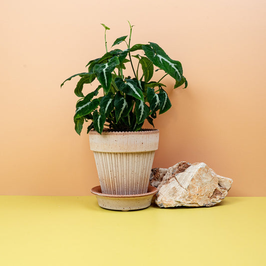 Syngonium Wendlandii Purpurtute Pflegetipps