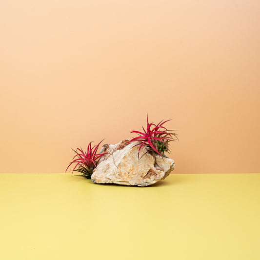 Tillandsia Ionantha Red, Luftpflanze ohne Substrat