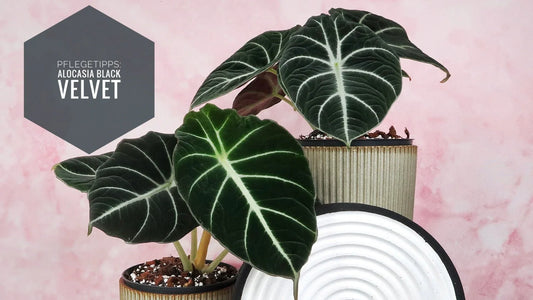 ALOCASIA BLACK VELVET: EIN LEITFADEN ZUR PFLEGE DER BEEINDRUCKENDEN SAMT-PFLANZE - potflourri