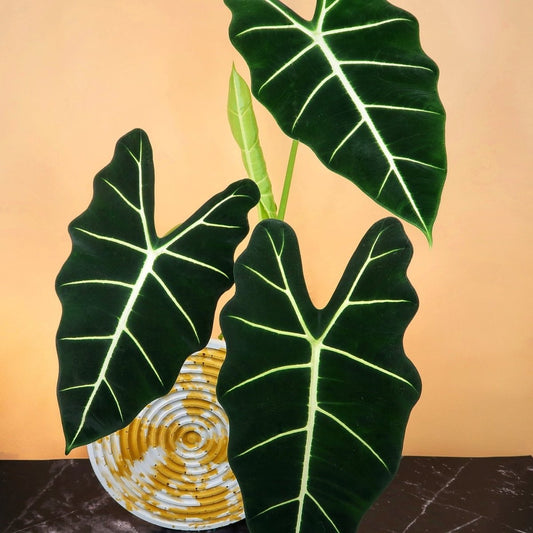 Alocasia Frydek Pflege – potflourri