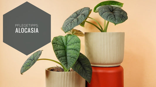 Alocasia Pflege - Pflegetipps für deine gesunde Pflanze