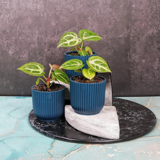 Anthurium Silver Blush mit perlgrauen Blättern als Zimmerpflanze