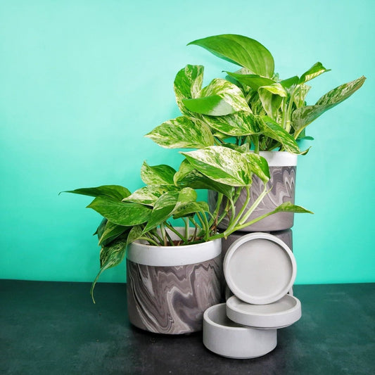Epipremnum Marble Queen, panaschierte Efeutute