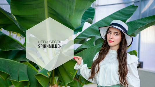 Neem gegen Spinnmilben – Sprühen der Pflanze bei leichtem Schädlingsbefall