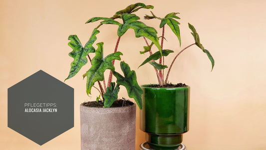 Alocasia Jacklyn - Ein Leitfaden zur Pflege der Königin aller Alokasien