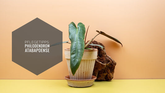 Philodendron Atabapoense Pflege: Tropische Zimmerpflanze mit langen, zweifarbigen Blättern an hellem Standort