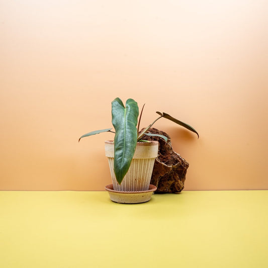 Philodendron Atabapoense Pflege – längliche Blätter mit weinroter Unterseite – potflourri
