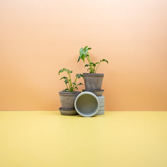 Philodendron Atlantis Pflege – panaschierte grün-gelbe Blätter – potflourri