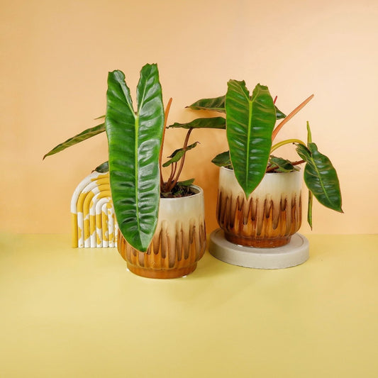 Philodendron Billietiae Pflege – gewellte Blätter an orangefarbenen Blattstielen – potflourri