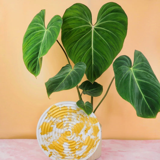 Philodendron Standort – potflourri