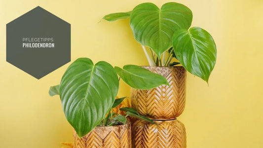 PHILODENDRON PFLEGE: PFLEGETIPPS FÜR DEINE GESUNDE PFLANZE - potflourri