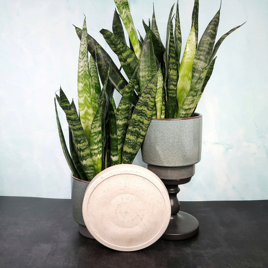 Sansevieria Umtopfen – potflourri