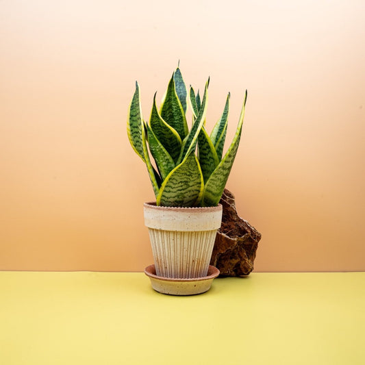 Sansevieria Standort – potflourri