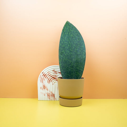 Sansevieria Pflege – potflourri