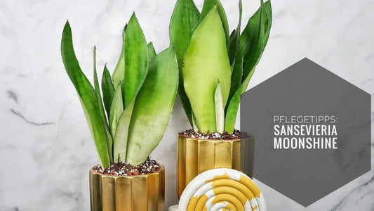 SANSEVIERIA MOONSHINE PFLEGE: TIPPS & TRICKS - potflourri