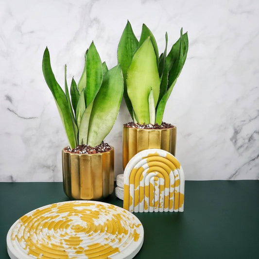 Sansevieria Moonshine Pflege – potflourri