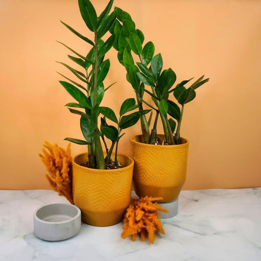 Zamioculcas Pflege – potflourri