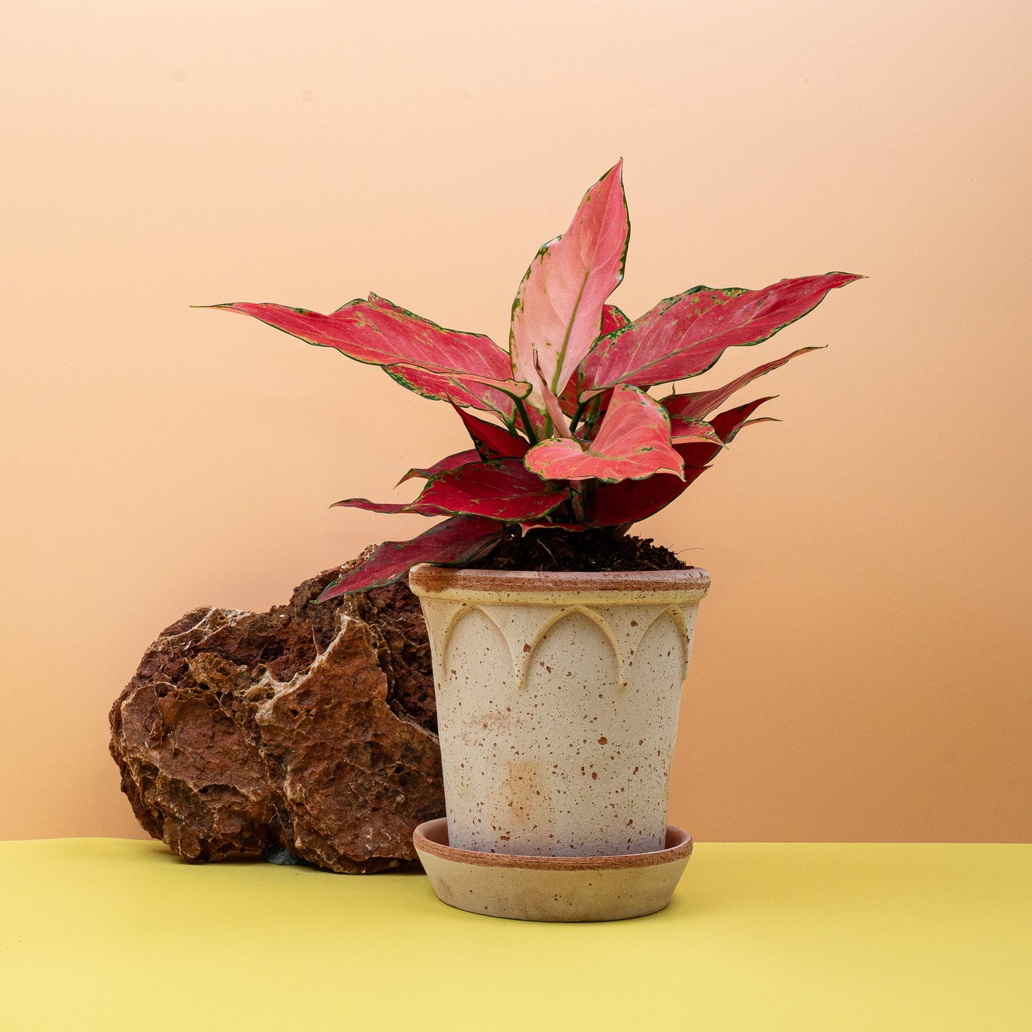 AGLAONEMA - potflourri