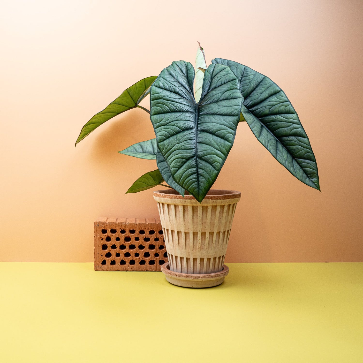 ALOCASIA - potflourri