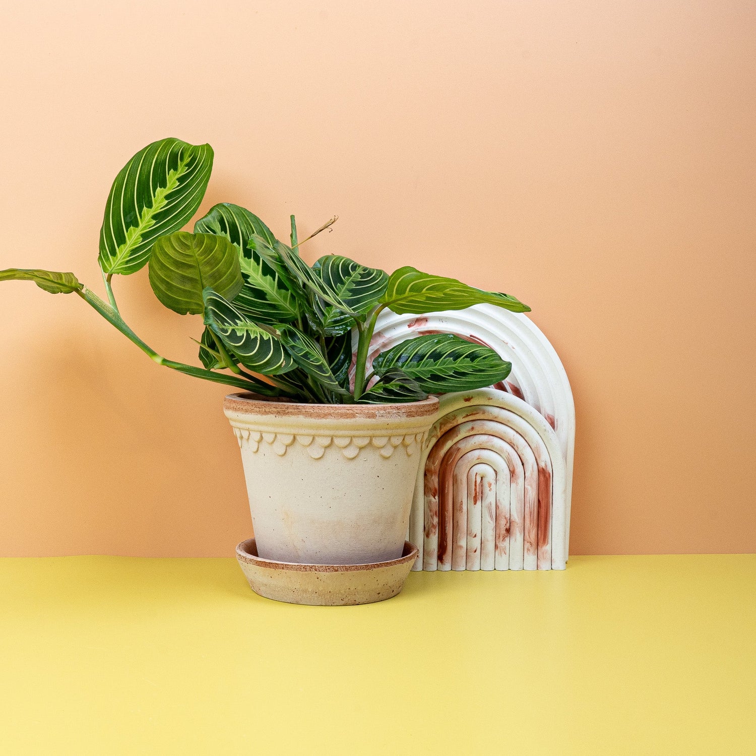 MARANTA - potflourri