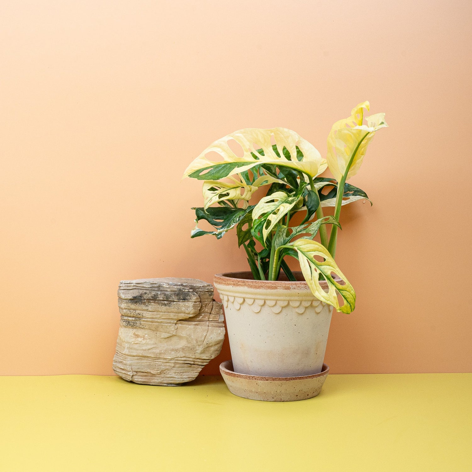 MONSTERA - potflourri