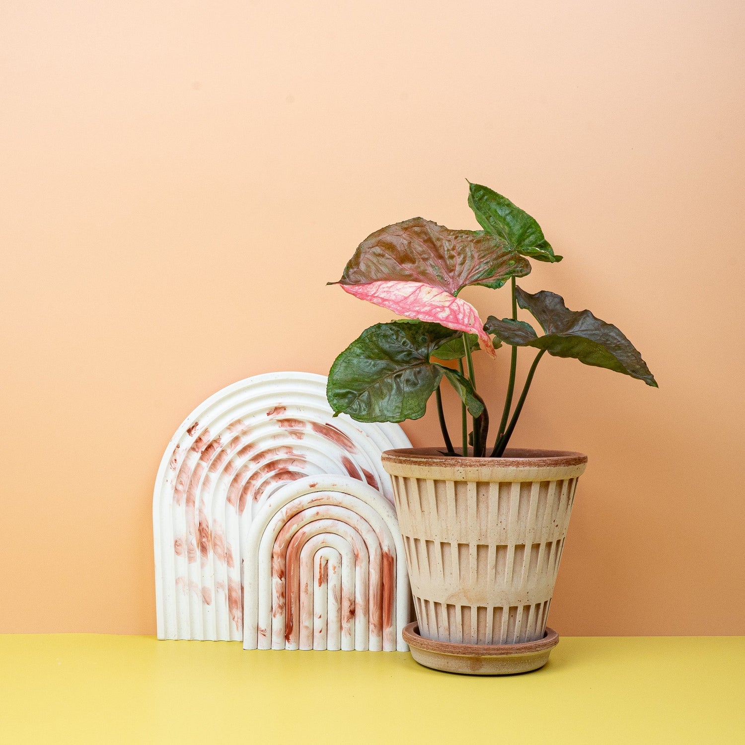 SYNONGIUM - potflourri