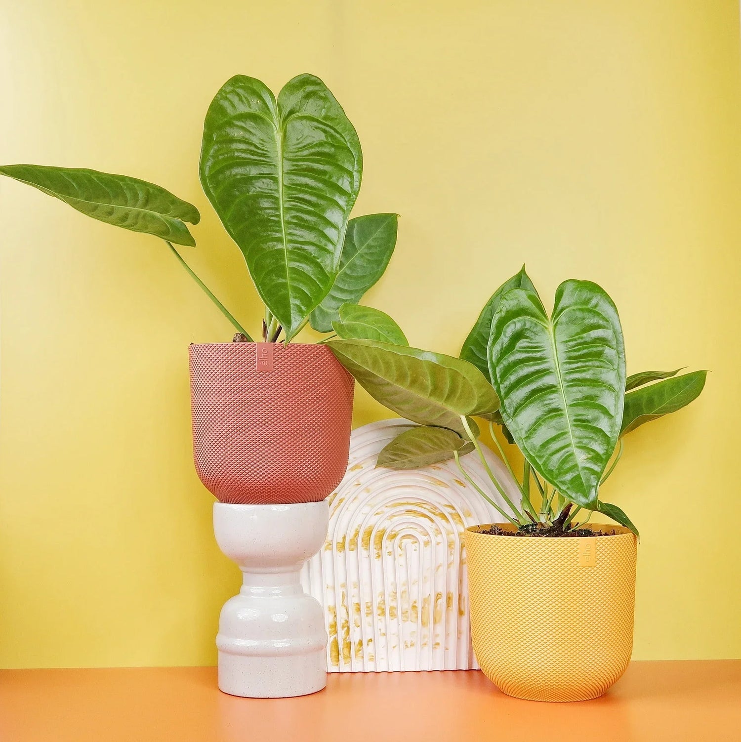 ANTHURIUM - potflourri