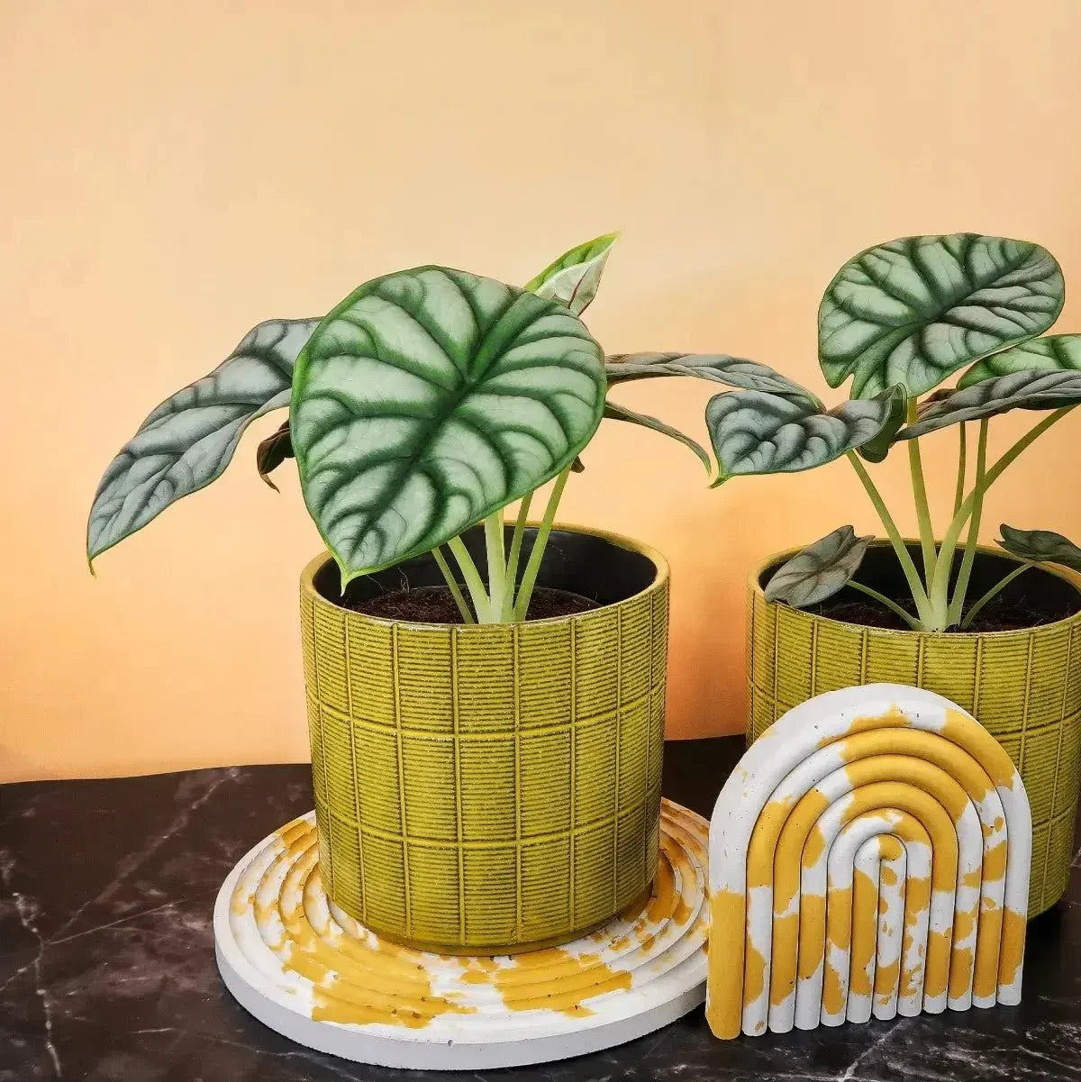 BABYPLANTS - potflourri