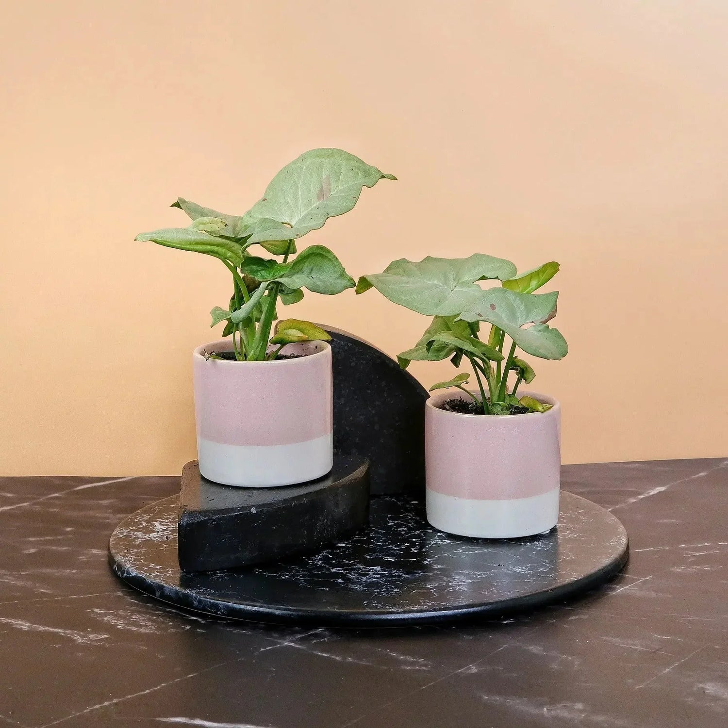 KLEINE PFLANZEN - potflourri