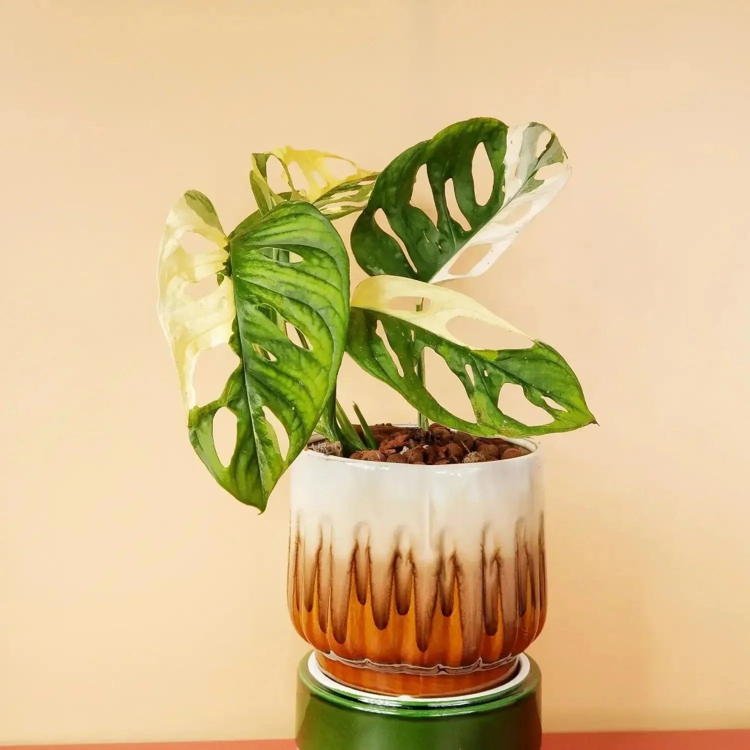 MONSTERA - potflourri