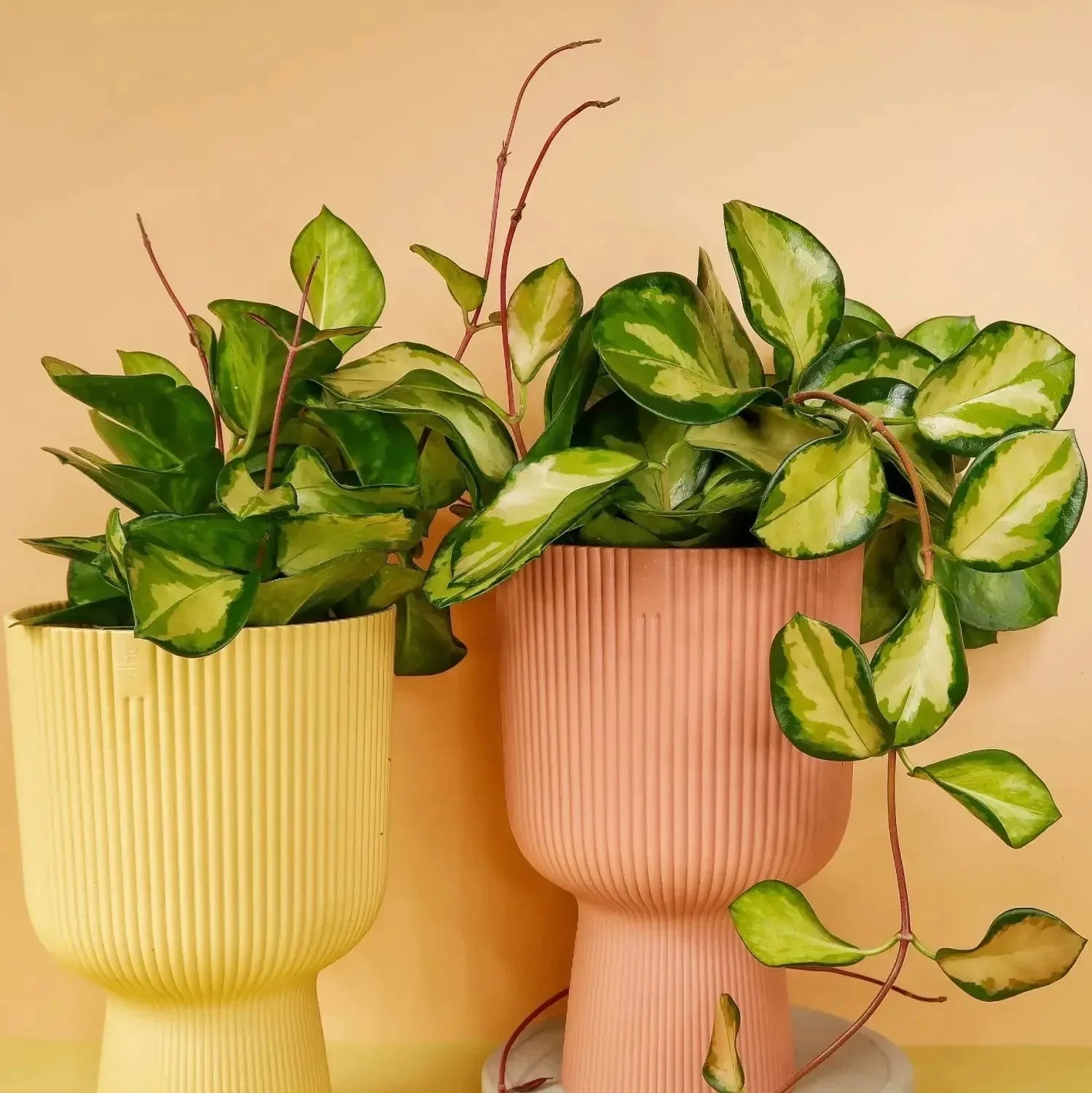 PFLEGELEICHTE ZIMMERPFLANZEN - potflourri